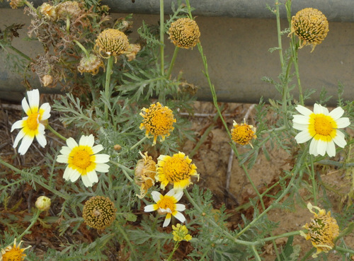 Spanish Daisies (with over-sprayed stamen color).